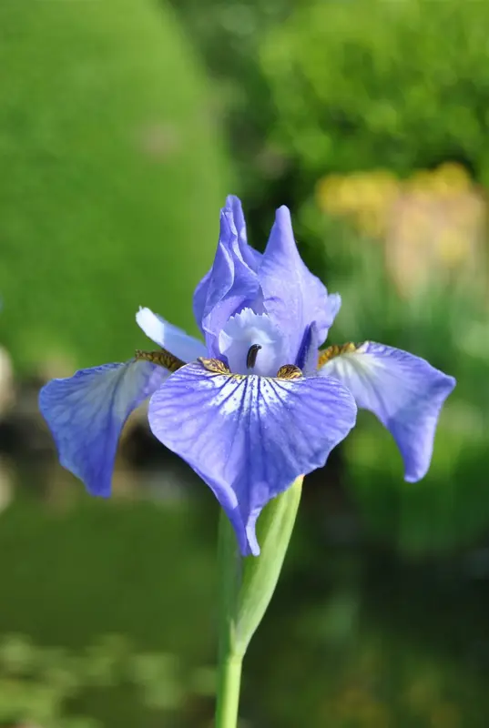 iris setosa P9 - afbeelding 2