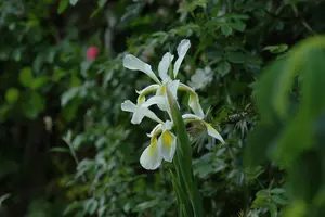 iris setosa P9 - afbeelding 5