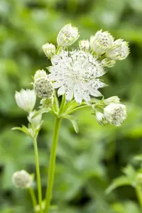 astrantia maj. 'shaggy' ( 'margery fish') P9