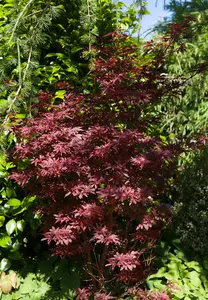 acer palm. 'shaina' (50- 60cm) - afbeelding 3