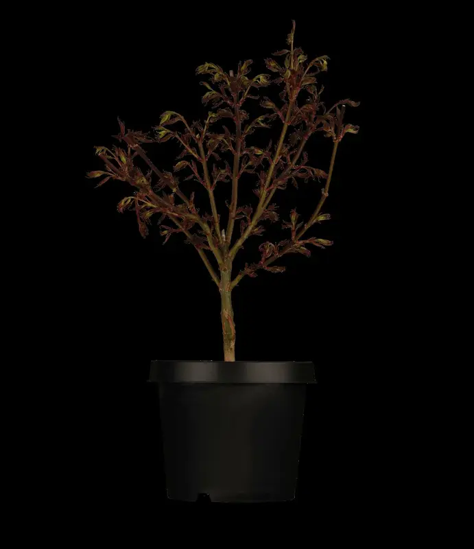 acer palm. 'shaina' (50- 60cm) - afbeelding 2