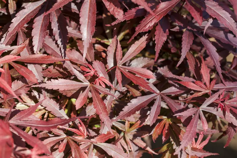 acer palm. 'shaina' (50- 60cm) - afbeelding 5