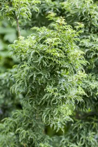 acer palm. 'shishigashira' (30- 40cm) - afbeelding 2