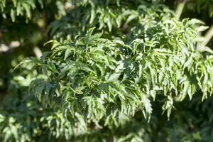 acer palm. 'shishigashira' (30- 40cm) - afbeelding 1