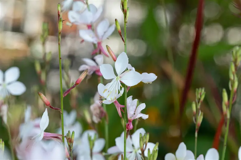 gaura lindh. 'short form'( oenothera lindh.) P9 - afbeelding 2