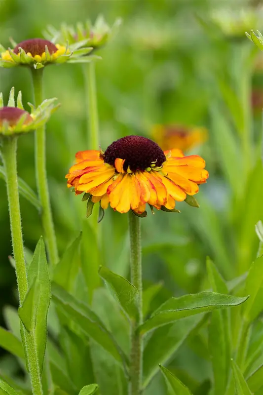 helenium hybr. 'short'n sassy' P9 - afbeelding 2