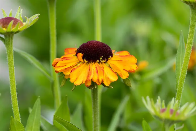 helenium hybr. 'short'n sassy' P9 - afbeelding 1