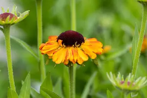 helenium hybr. 'short'n sassy' P9 - afbeelding 1