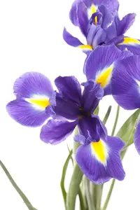 iris sibirica P9 - afbeelding 2