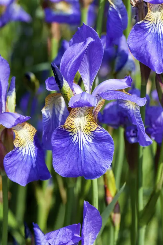 iris sibirica P9 - afbeelding 3