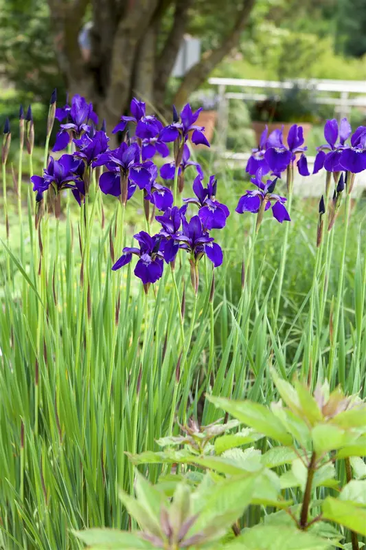 iris sibirica P9 - afbeelding 4