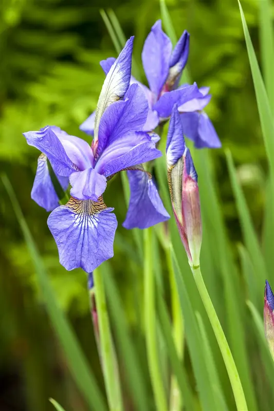 iris sibirica P9 - afbeelding 5