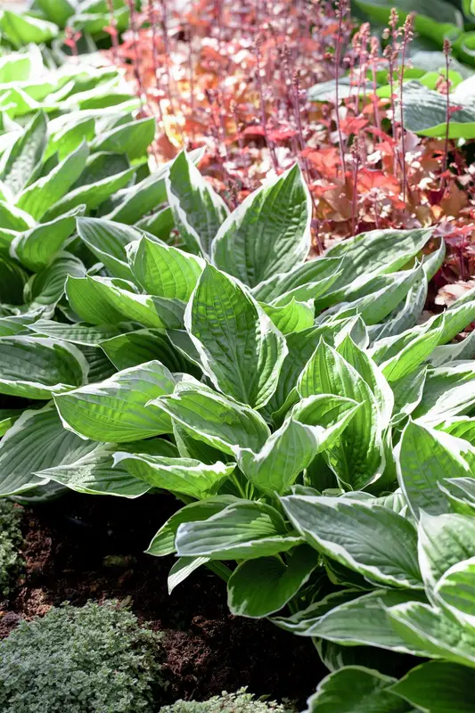 hosta sieboldiana P9 - afbeelding 1