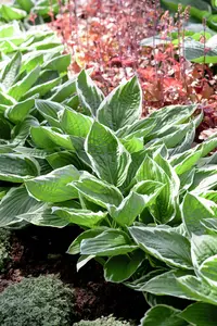 hosta sieboldiana P9 - afbeelding 1