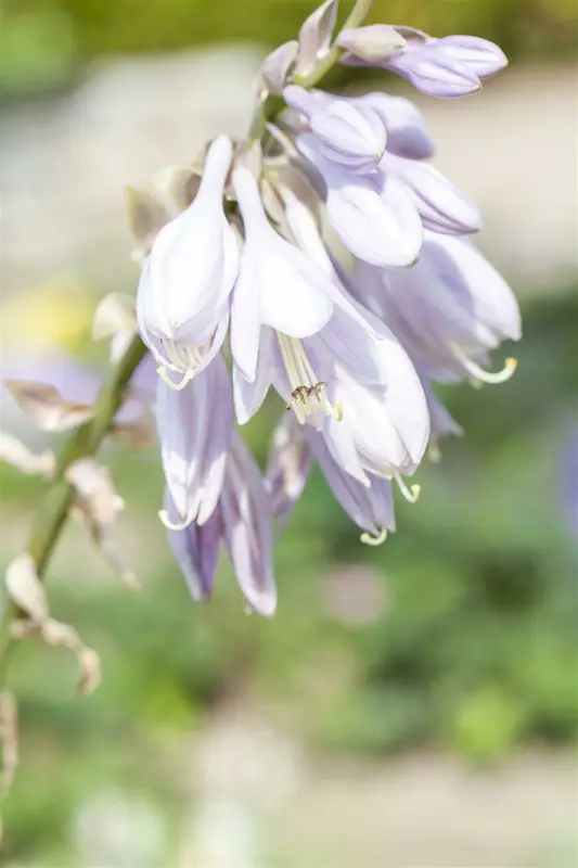 hosta sieboldiana P9 - afbeelding 2