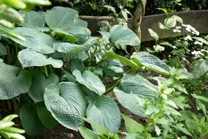 hosta sieboldiana P9 - afbeelding 3