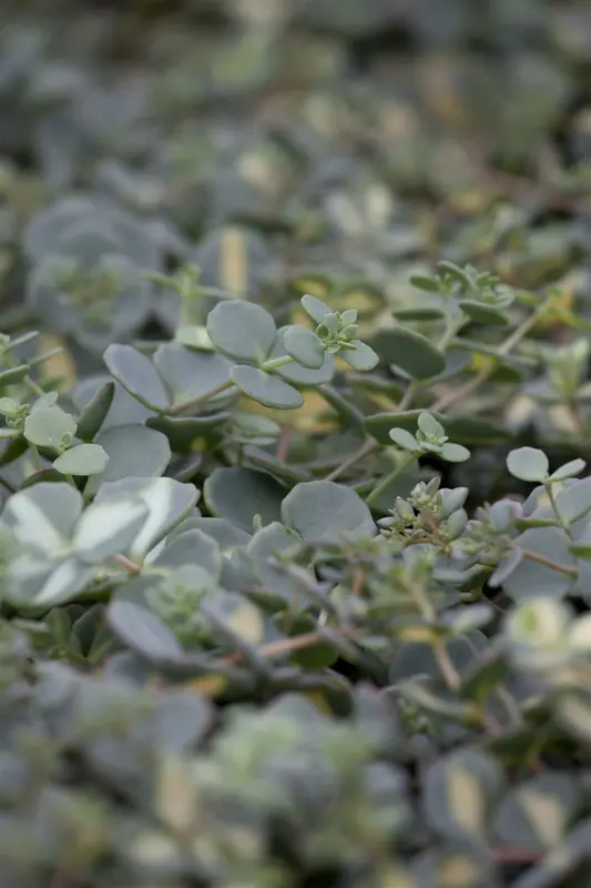 sedum sieboldii P10.5 - afbeelding 1