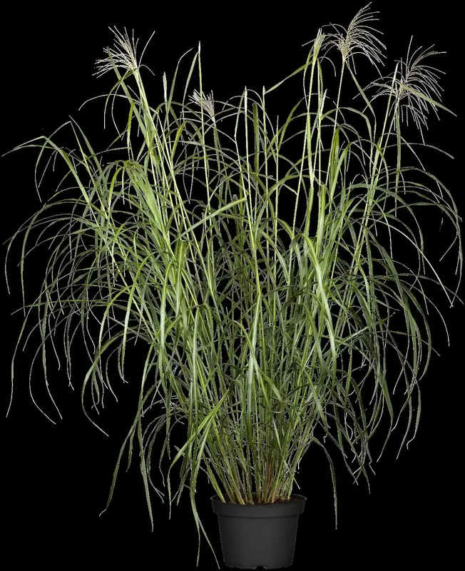 miscanthus sin. 'silberfeder' P9 - afbeelding 1