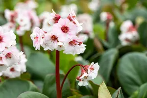 bergenia hybr. 'silberlicht' P9