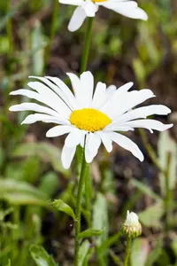 leucanthemum 'silberprinzesschen' P11 - afbeelding 1