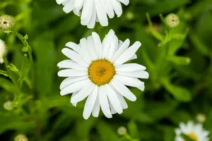 leucanthemum 'silberprinzesschen' P11 - afbeelding 2