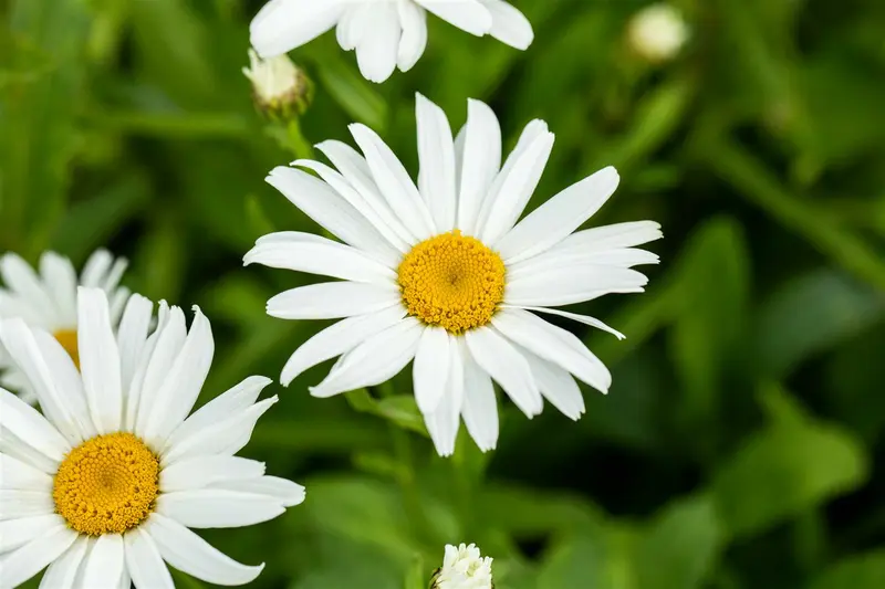 leucanthemum 'silberprinzesschen' P11 - afbeelding 3