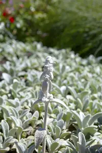 stachys byz. 'silver carpet' P11 - afbeelding 1