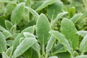 stachys byz. 'silver carpet' P11 - afbeelding 3