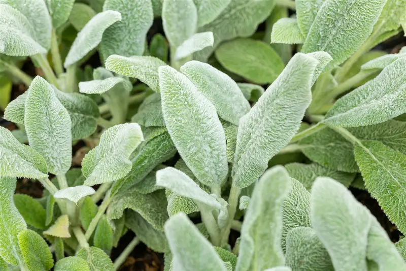 stachys byz. 'silver carpet' P11 - afbeelding 4