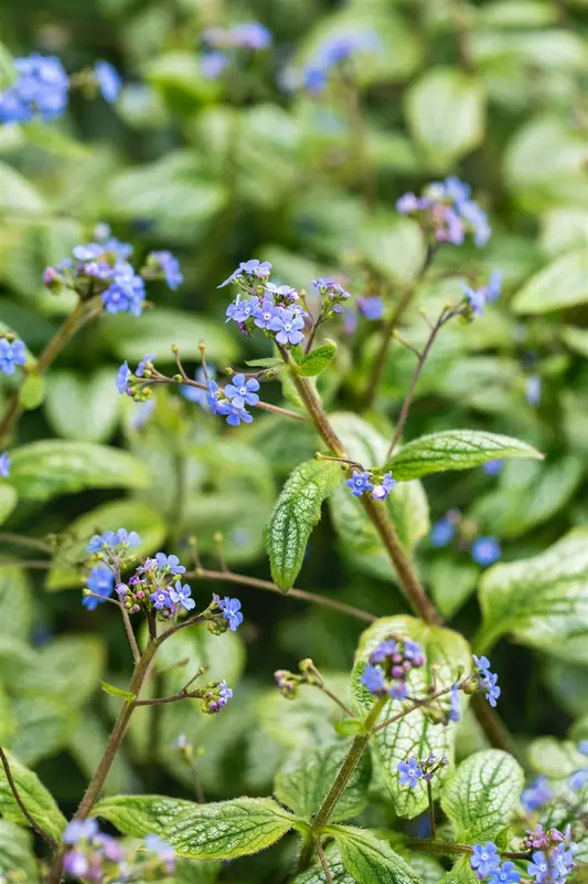 brunnera macr silver heart p11 - afbeelding 1