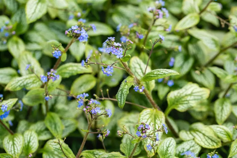 brunnera macr. 'silver heart'® P9 - afbeelding 2