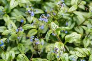 brunnera macr. 'silver heart'® P9 - afbeelding 2