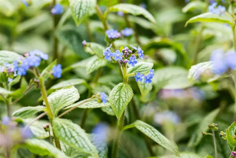 brunnera macr. 'silver heart'® P9 - afbeelding 3