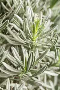 lavandula ang. 'silver mist' P11