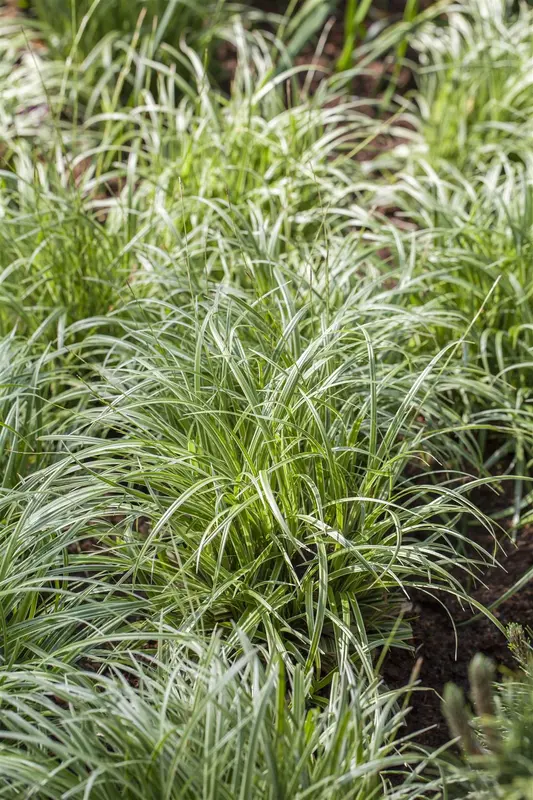 carex hybr. 'silver sceptre' P9