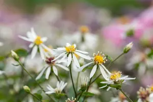 Aster cord. 'Silver Spray' P9 - afbeelding 2