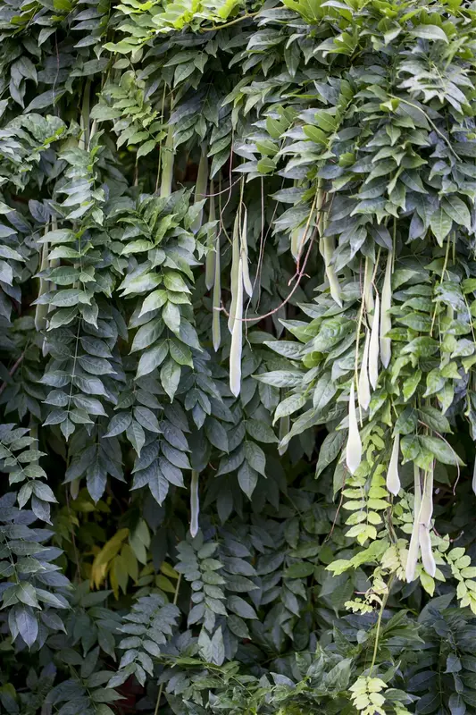 wisteria sinensis (175-200 cm) - afbeelding 1