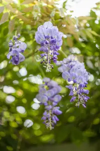 wisteria sinensis (175-200 cm) - afbeelding 2