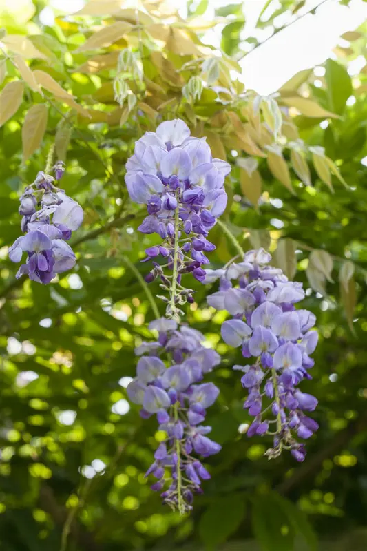 wisteria sinensis (175-200 cm) - afbeelding 3