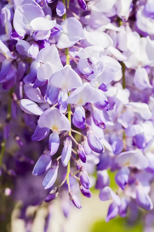 wisteria sinensis (175-200 cm) - afbeelding 5