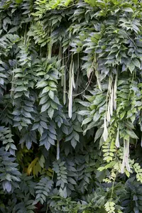 wisteria sinensis (400-450 cm) - afbeelding 1