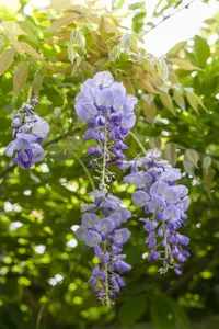 wisteria sinensis (400-450 cm) - afbeelding 3