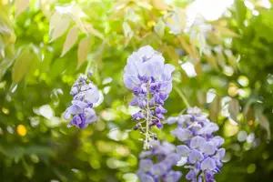 wisteria sinensis C45 - afbeelding 4