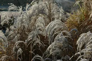 miscanthus sin. 'sioux' P9 - afbeelding 1