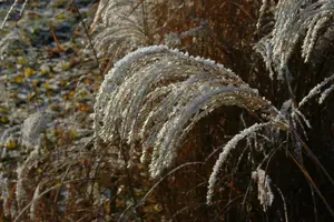 miscanthus sin. 'sioux' P9 - afbeelding 2