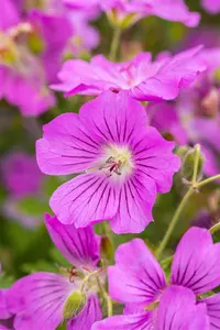 geranium hybr. 'sirak' P9 - afbeelding 5