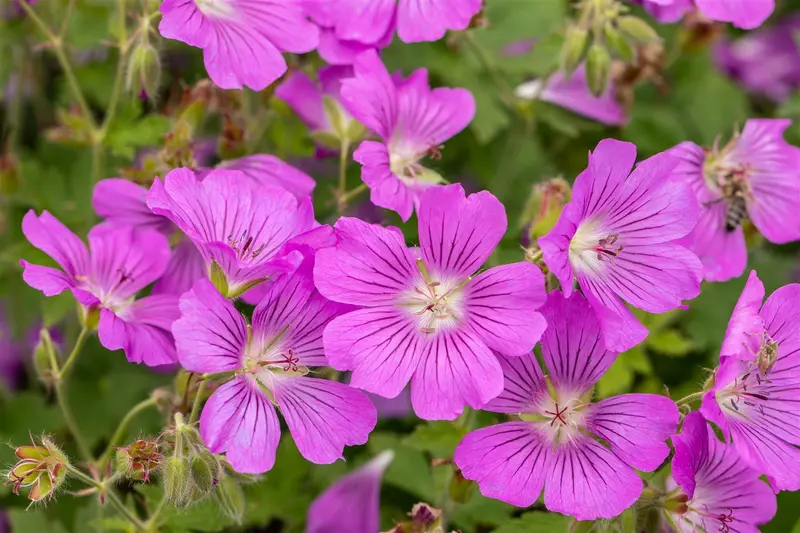 geranium 'sirak' P11 - afbeelding 4