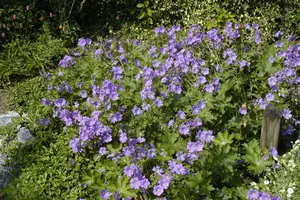 geranium hybr. 'sirak' P9 - afbeelding 2