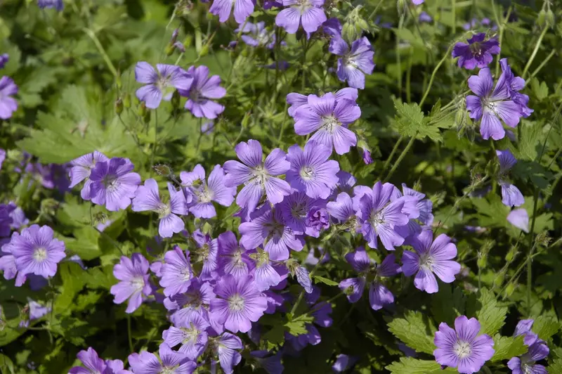 geranium hybr. 'sirak' P9 - afbeelding 3