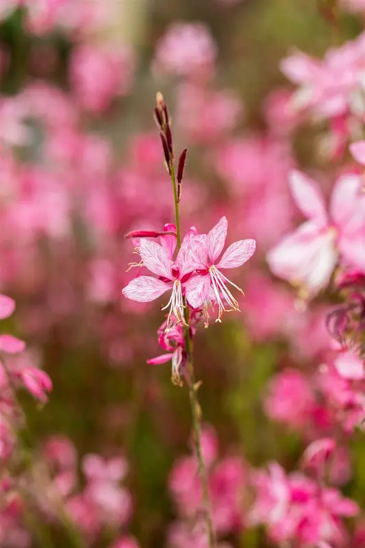 Siskiyou Pink - afbeelding 1